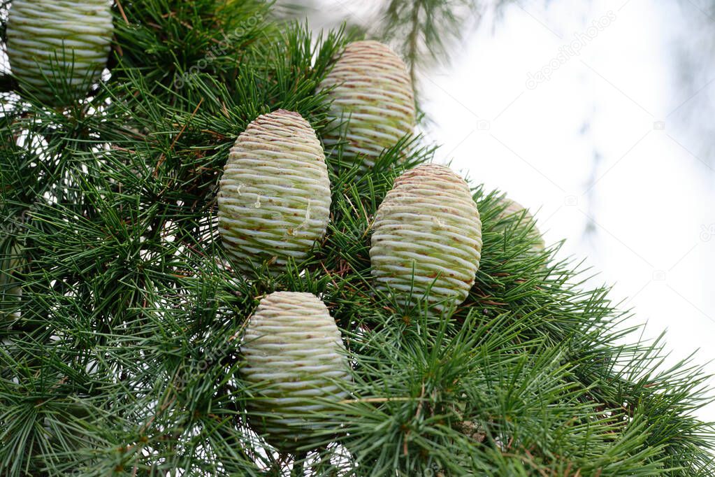 Cedrus deodara several light tree cones of Himalayan cedar