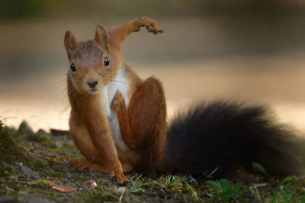 Funny Squirrel Elegant Yoga Position Looks Camera — Stok fotoğraf