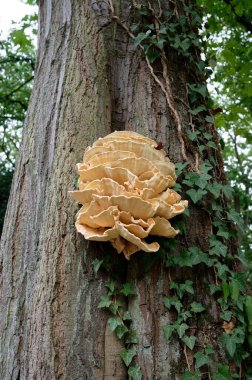Laetiporus sulphureus sulphur shelf or chicken of the woods growing from a tree crevice in a park