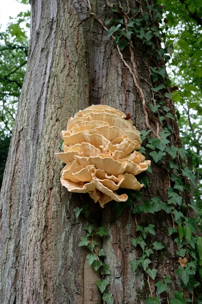 Laetiporus sulphureus sulphur shelf or chicken of the woods growing from a tree crevice in a park