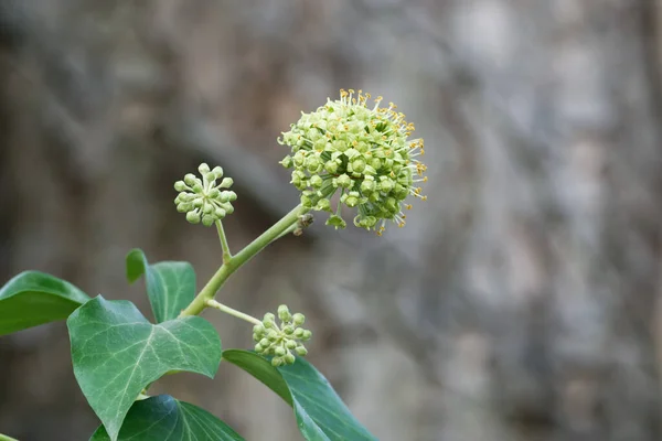 Hedera Hélice Inflorescência Com Flores Uma Hera Comum — Fotografia de Stock