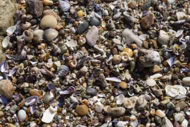 Taşlı, kabuklu ve yosunlu sahil arkaplanı