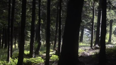 Ormanın güneş ışığındaki güzel görüntüsü