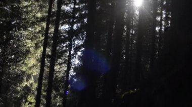 Ormanın güneş ışığındaki güzel görüntüsü