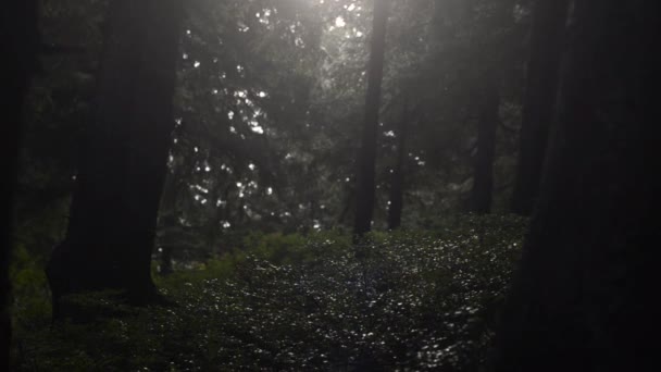 Hermosas Imágenes Vista Del Bosque Luz Del Sol — Vídeo de stock