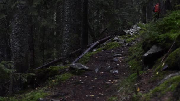 Footage Hikers Dark Mossy Forest — стоковое видео