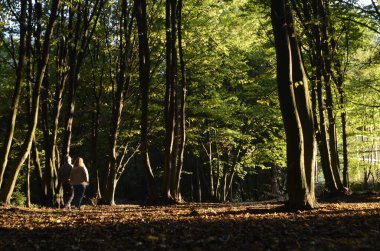 Günışığında yürüyen insanlarla sonbahar ormanının güzel manzarası