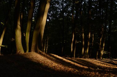 Günışığında sonbahar ormanının güzel manzarası