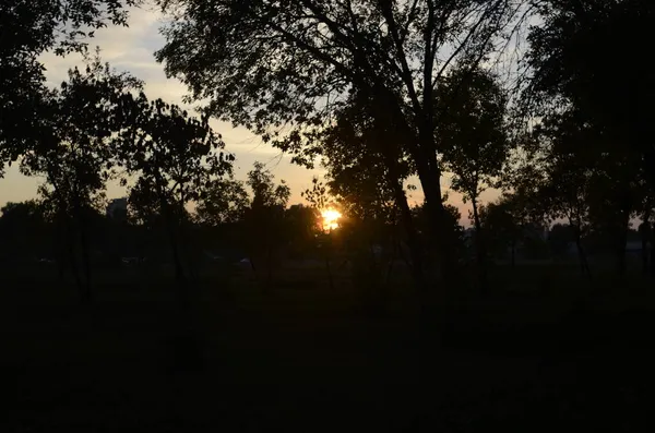 Hermosa Vista Del Atardecer Través Siluetas Árboles — Foto de Stock