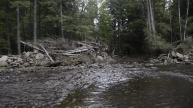 Kayalık nehrin ormanda akışının görüntüleri
