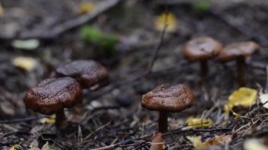 Kahverengi mantar görüntülerini kapat