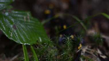 Yeşil benekli kara kertenkele.