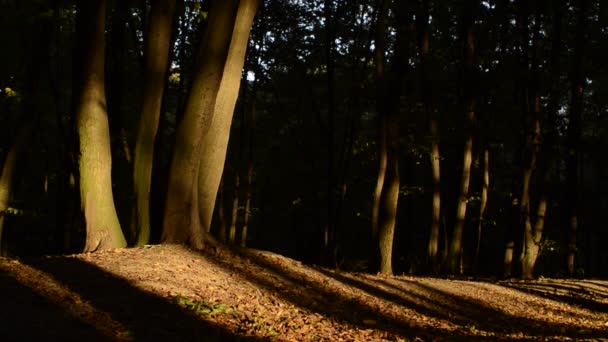 Krásný Pohled Záběry Lesa Slunci — Stock video