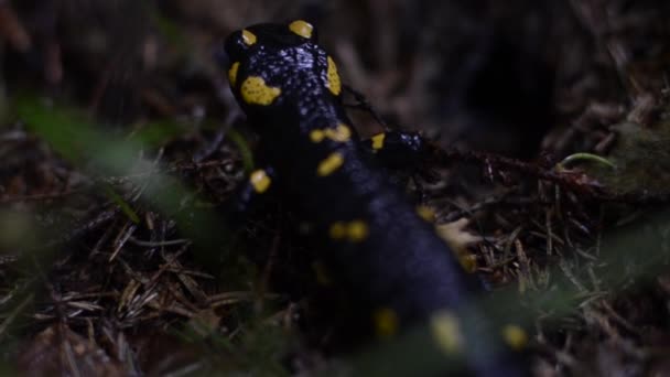 Svart Salamander Med Gula Fläckar Kryper Grönska — Stockvideo