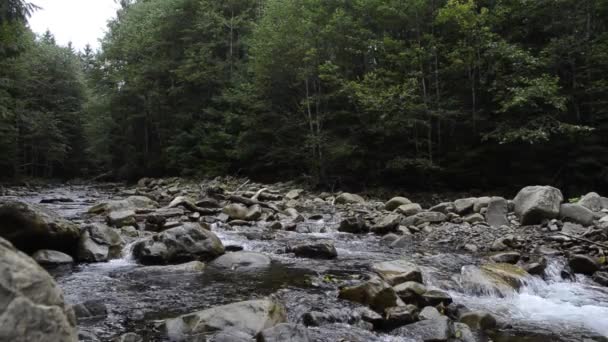 Kayalık Nehrin Ormanda Akışının Görüntüleri — Stok video