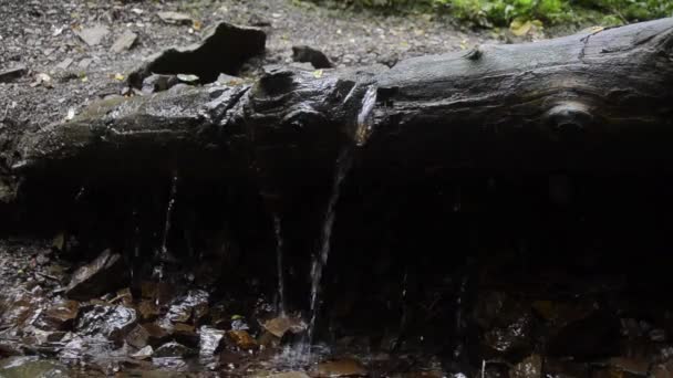 Woda Wypływająca Upadłego Pnia Drzewa — Wideo stockowe