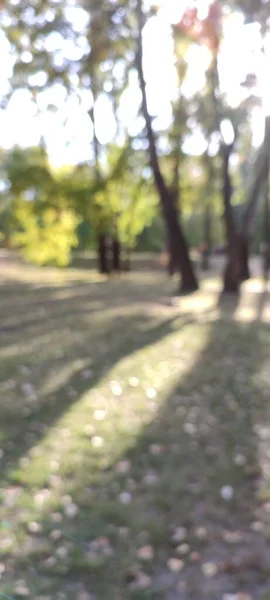 Defokussierte Aufnahme Einer Parkszene Mit Bäumen — Stockfoto