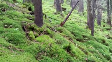 Orman sahnesinin yosunlu panoramik görüntüleri