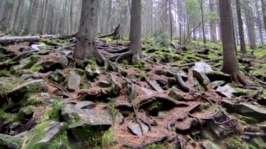 overview footage of green mossy forest 