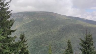 picturesque footage of green mountain and pine trees under cloudy sky
