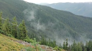 low clouds moving on mountainous slope with lush green pines