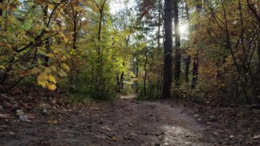 footage of man riding bicycle through autumn forest