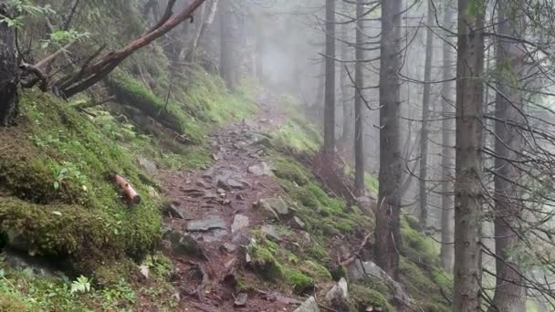 Footage Pathway Green Mossy Forest Fog — Vídeo de stock