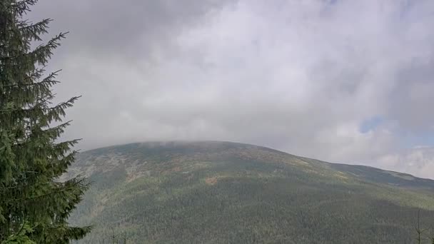 Images Pittoresques Pins Montagnes Verdoyantes Sous Ciel Nuageux — Video