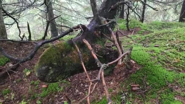 Footage Whimsical Tree Lush Green Moss Forest — Wideo stockowe