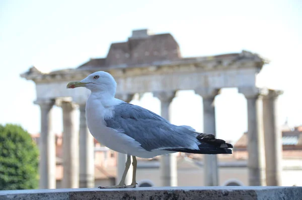 Close View Beautiful Seagull — Stock Photo, Image