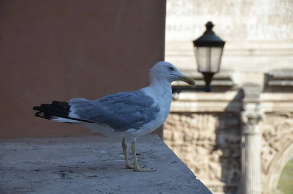 Close View Beautiful Seagull — Stock Photo, Image