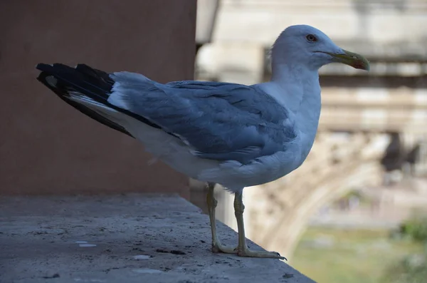 Vista Ravvicinata Bel Gabbiano — Foto Stock