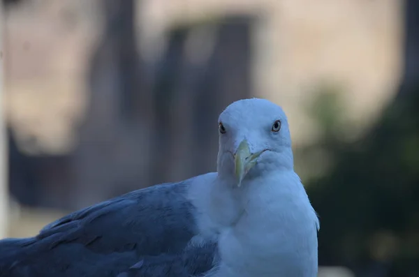 Close View Beautiful Seagull — Stok Foto