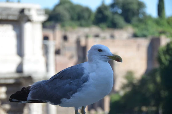 Close View Beautiful Seagull — Stock Photo, Image