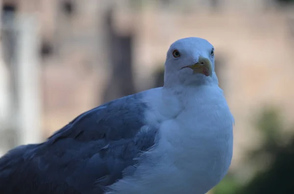 Close View Beautiful Seagull — Stock Photo, Image