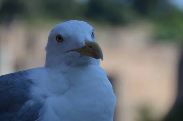 Close View Beautiful Seagull — Stock Photo, Image