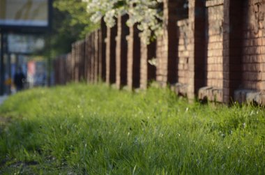 Parktaki tuğla çitin yanındaki çimenler