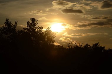 Ormanda güzel bir gün batımı