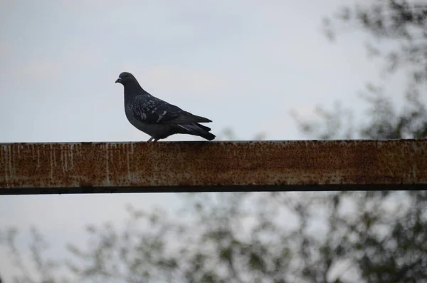 Taube Sitzt Auf Dem Zaun — Stockfoto