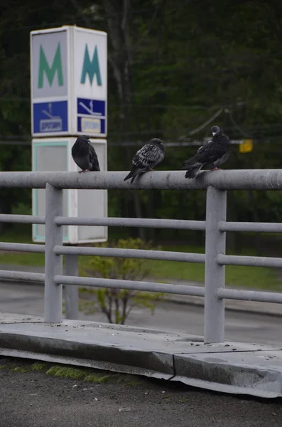 Kuşlar Şehirde Çitin Üzerinde Oturuyorlar — Stok fotoğraf