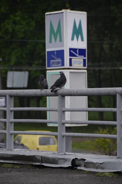 Vögel Sitzen Auf Einem Zaun Der Stadt — Stockfoto