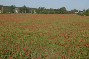 İlkbaharda gelincik çiçeği tarlası.