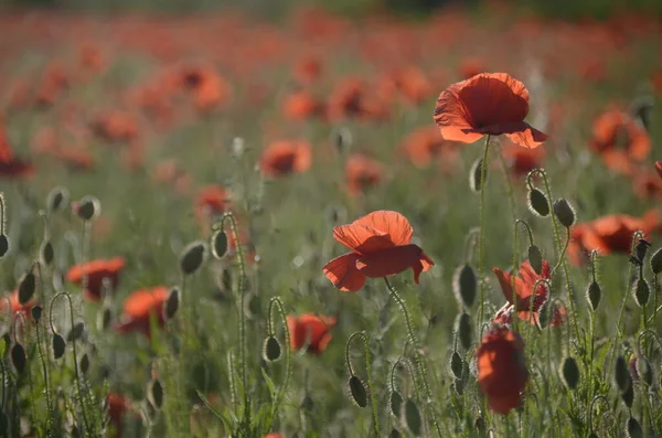 Mooie Bloemen Het Veld — Stockfoto