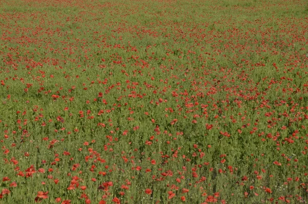 Vackra Röda Vallmo Blommor Fältet — Stockfoto