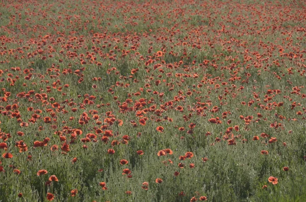 Vackra Röda Vallmo Blommor Fältet — Stockfoto