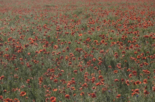 Bellissimi Fiori Papavero Rosso Nel Campo — Foto Stock