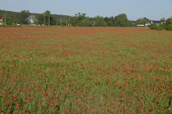 İlkbaharda gelincik çiçeği tarlası.