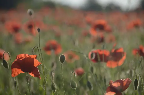 Bellissimi Fiori Papavero Rosso Nel Campo — Foto Stock