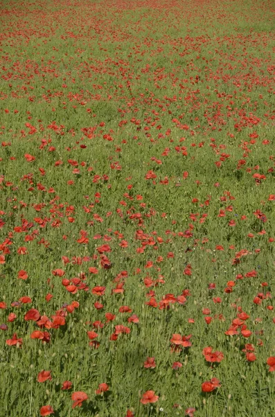 Красивые Красные Цветы Мака Поле — стоковое фото