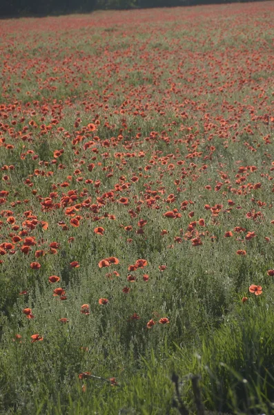 Vackra Röda Vallmo Blommor Fältet — Stockfoto